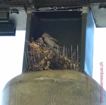 Vogelnest Vogelnest