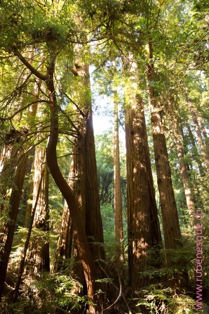 Muir Woods1 Muir Woods1